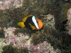 Album 2009-07 Great Barrier Reef Photo img_0915.jpg
